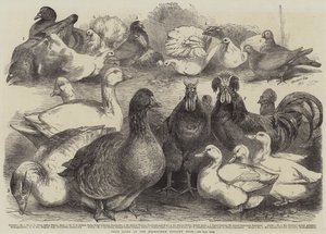 Pássaros premiados no Birmingham Poultry Show